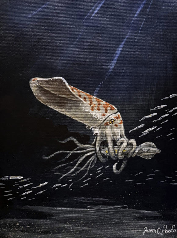 Peculiar New Species of Belemnite Unearthed in Wyoming